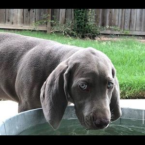 Meet your Posher, Holley